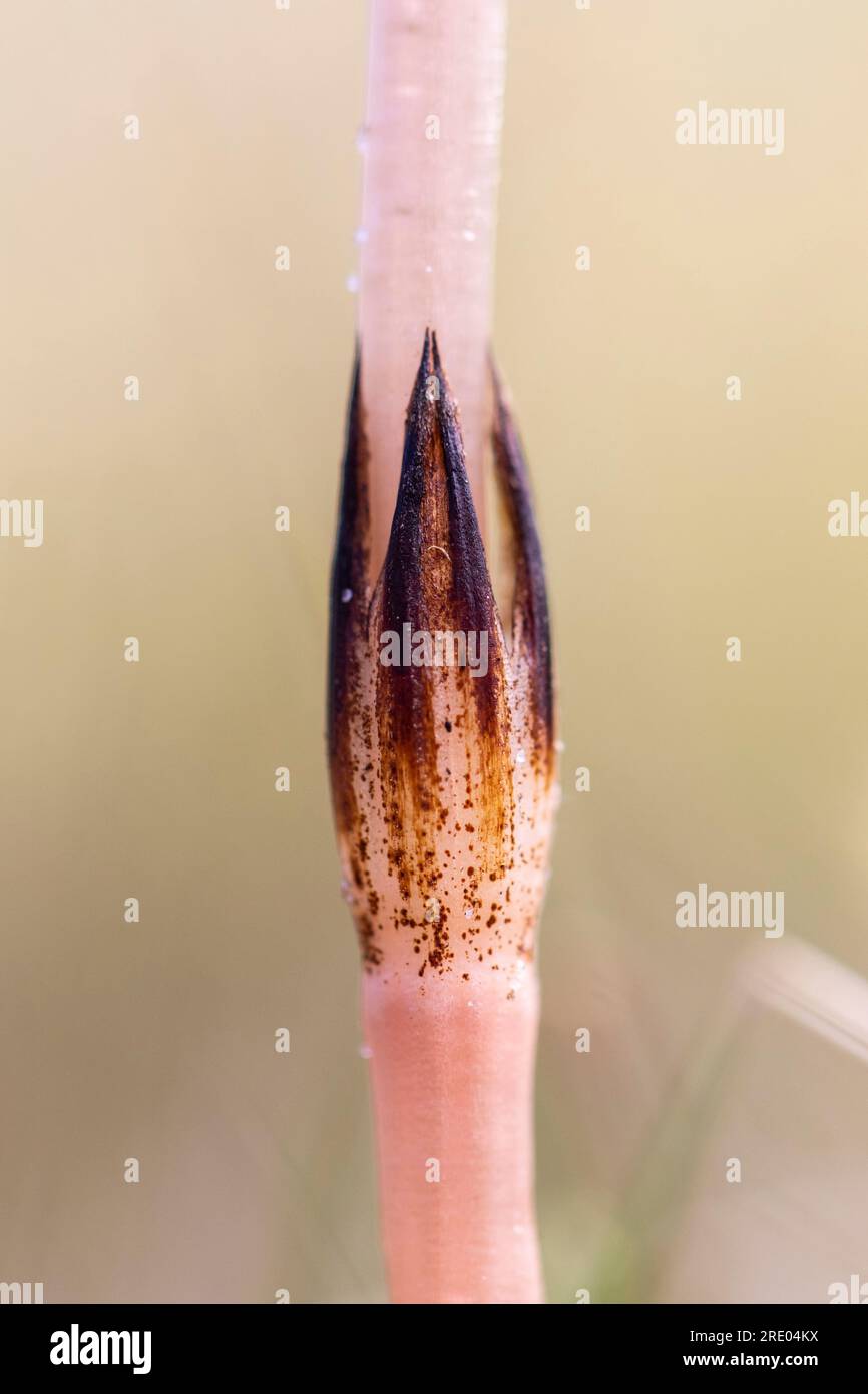 field horsetail (Equisetum arvense), fertile sprout, leaf sheath