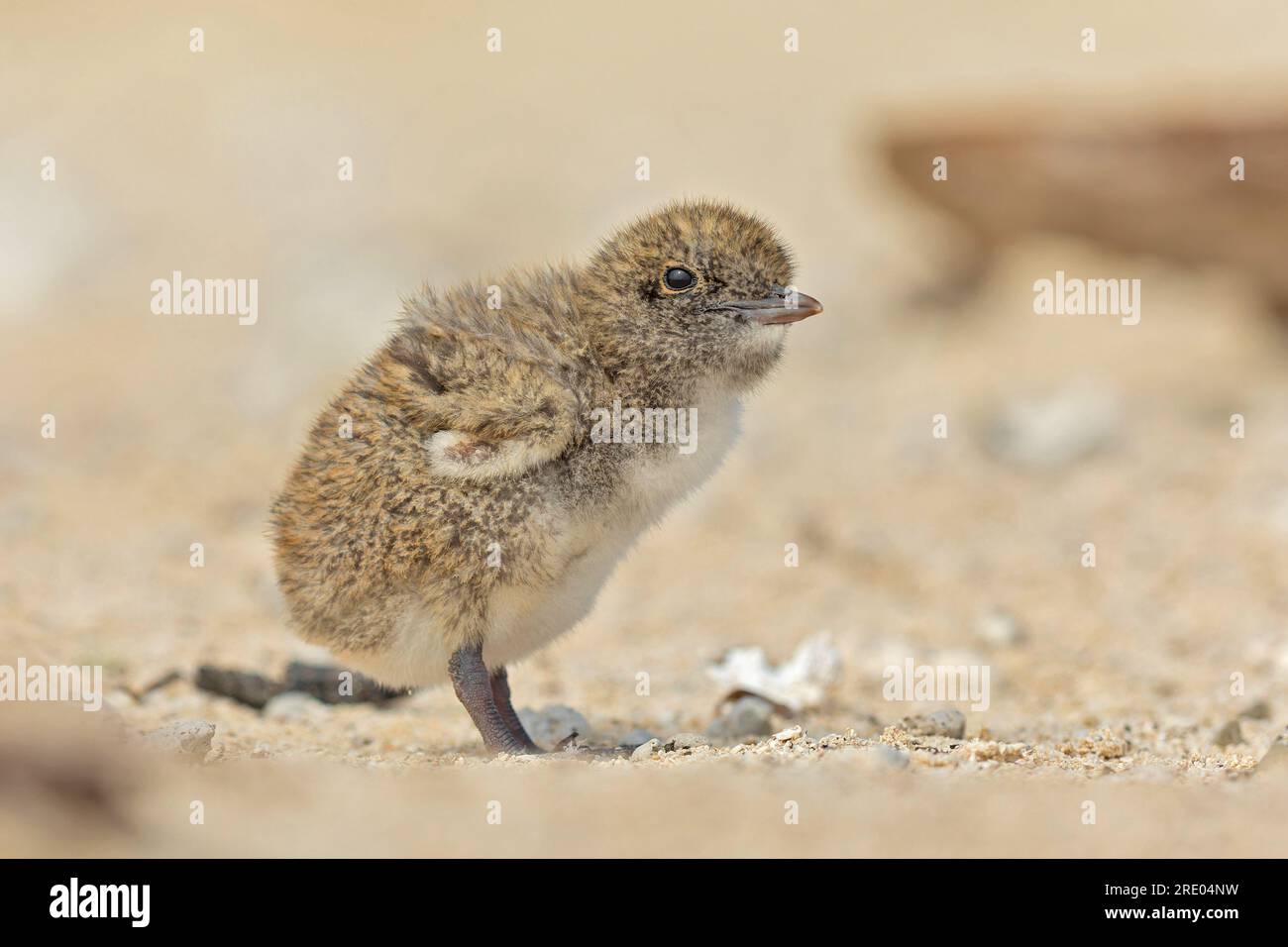 sooty tern (Sterna fuscata, Onychoprion fuscatus), chick on the beach, Australia, Queensland, Great Barrier Reef Stock Photo