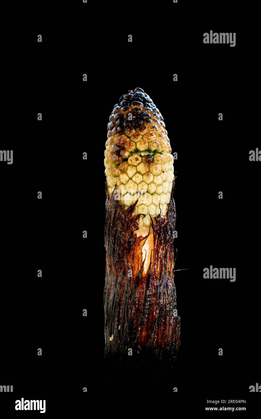 great horsetail, northern giant horsetail (Equisetum telmateia, Equisetum telmateja, Equisetum maximum), developing cone against black background, Stock Photo