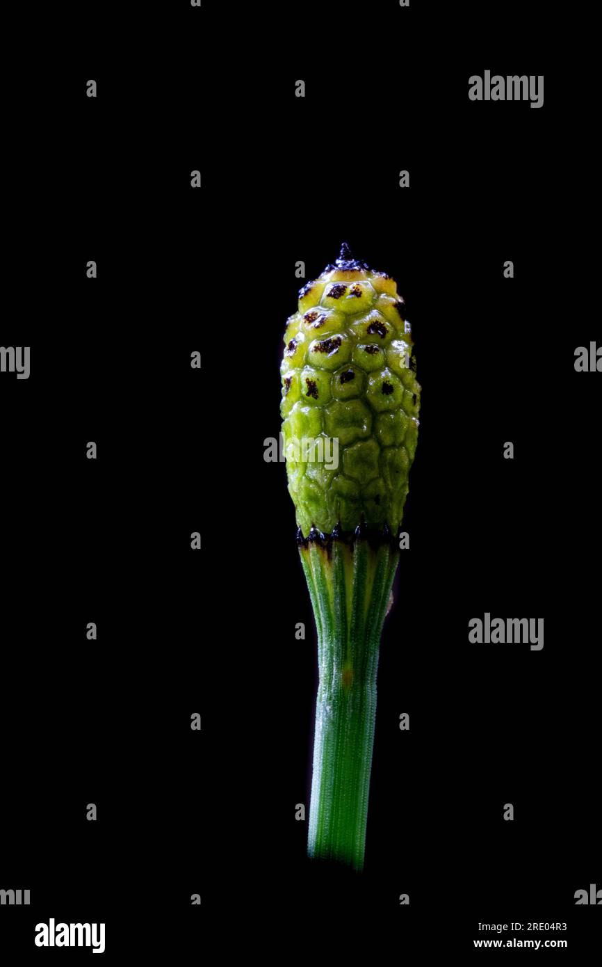 branched horsetail (Equisetum ramosissimum), sprout with sporophyll against black background, Netherlands Stock Photo