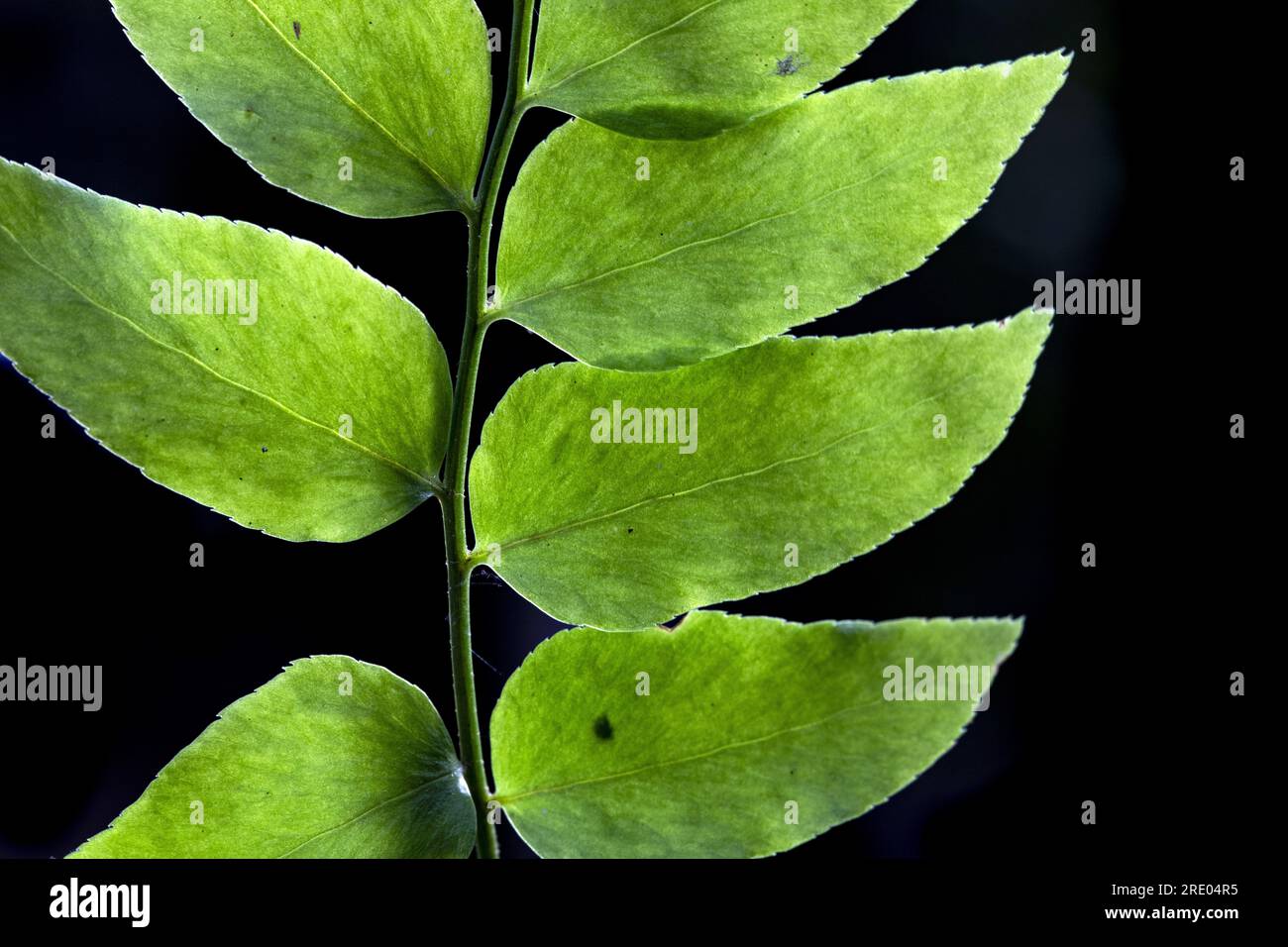 Asian Netvein Hollyfern, Asian Netvein Holly fern, Fortune's Holly Fern (Cyrtomium fortunei), upper side of leaf, leaflets against black background, Stock Photo