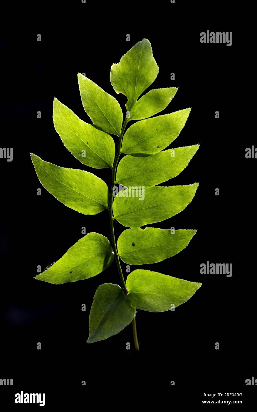 Asian Netvein Hollyfern, Asian Netvein Holly fern, Fortune's Holly Fern (Cyrtomium fortunei), upper side of leaf against black background, Stock Photo