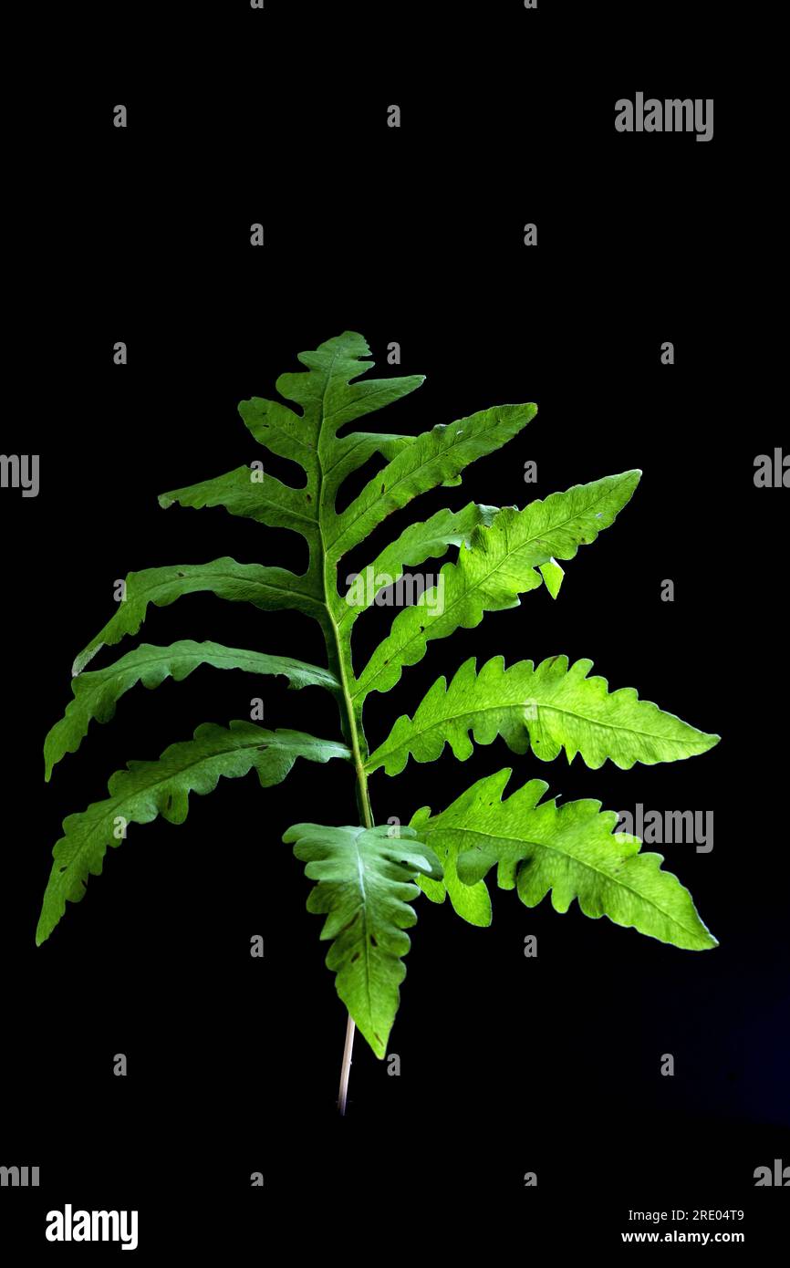 sensitive fern, bead fern (Onoclea sensibilis), leaf against black background Stock Photo