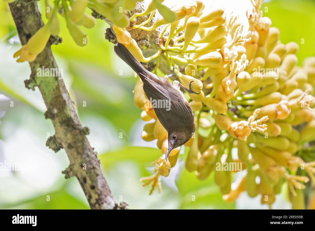 dusky honeyeater (Myzomela obscura), headlong at a yellow flower, side view, Australia, Queensland Stock Photo
