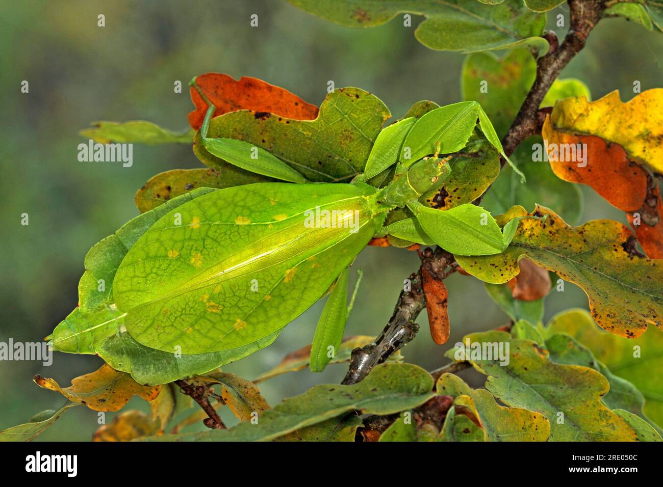 walking leaf (Phyllium siccifolium), on a leaf Stock Photo - Alamy