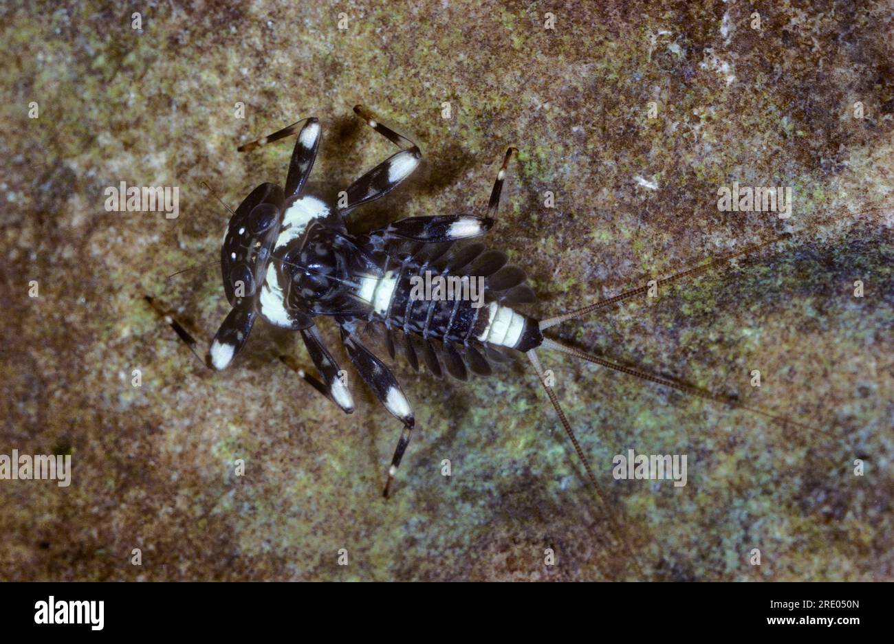 Ephemeroptera spec hires stock photography and images Alamy