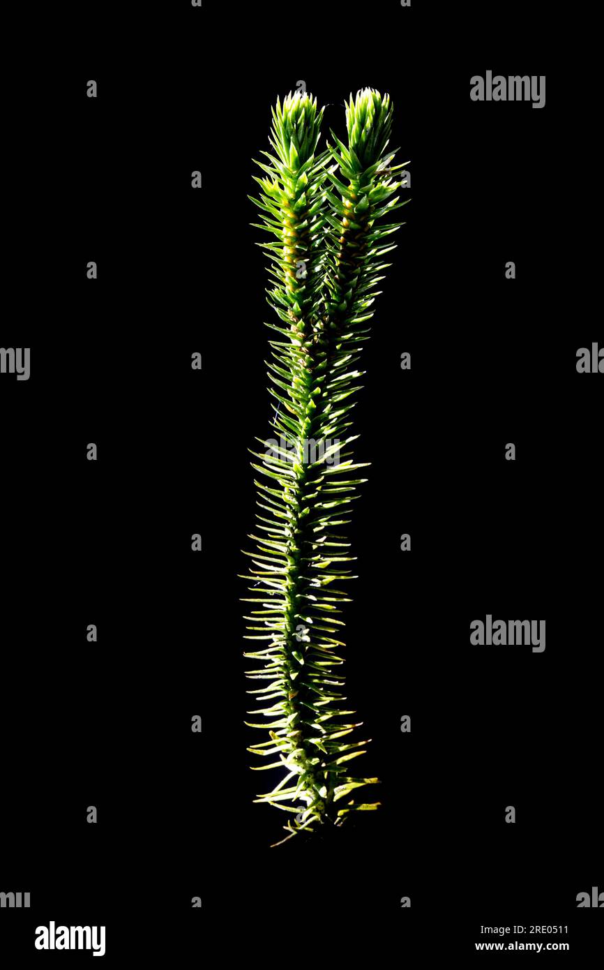 fir clubmoss, mountain clubmoss, fir-clubmoss (Huperzia selago, Lycopodium selago), sprout with sporophylls against black background, Netherlands Stock Photo