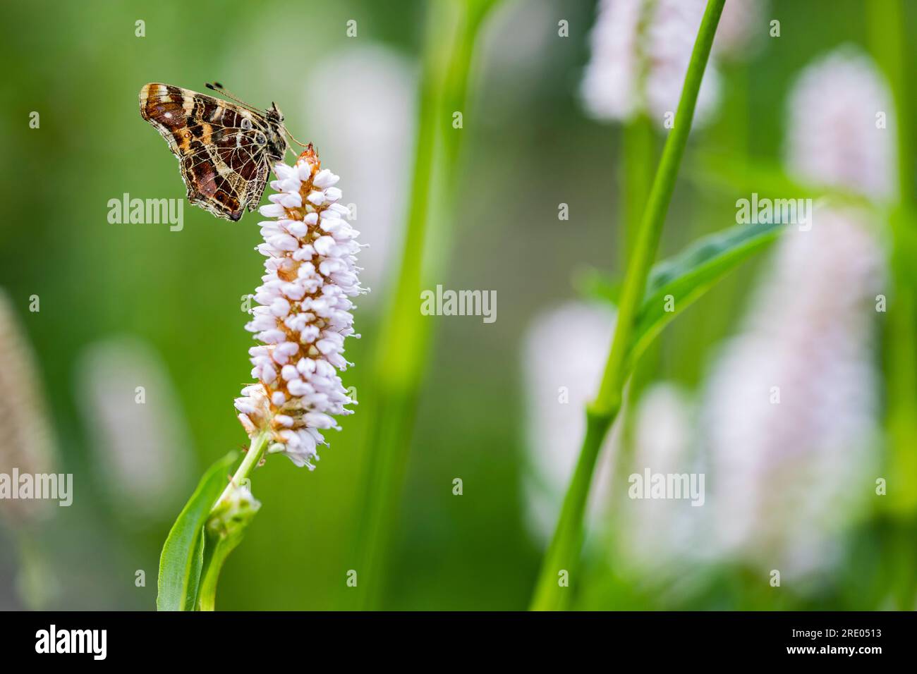 map butterfly, summer form (Araschnia levana f. prorsa), on bistort, side view, Netherlands, Frisia Stock Photo