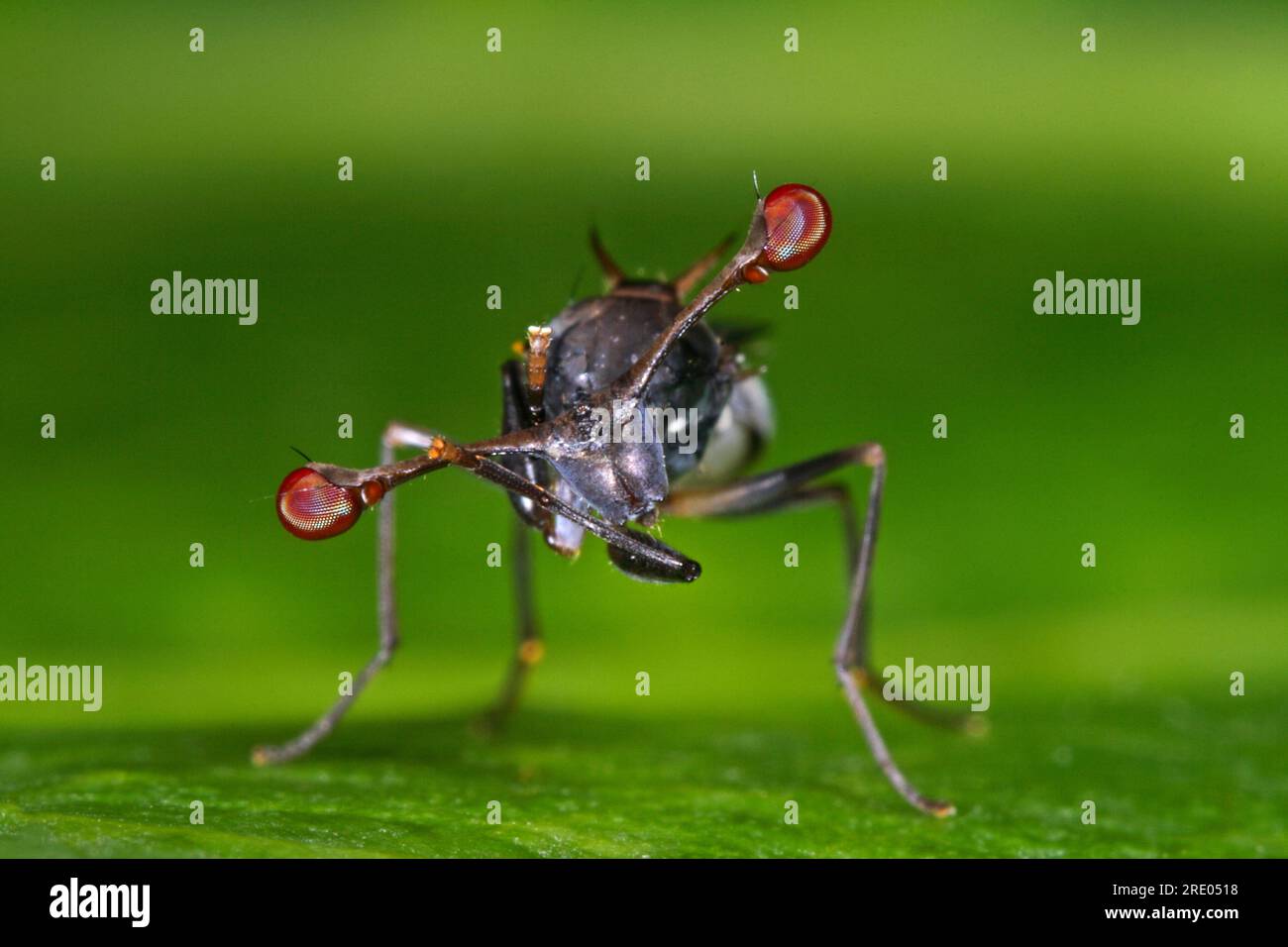 stalk-eyed fly, (Diasemopsis comoroensis), front view Stock Photo