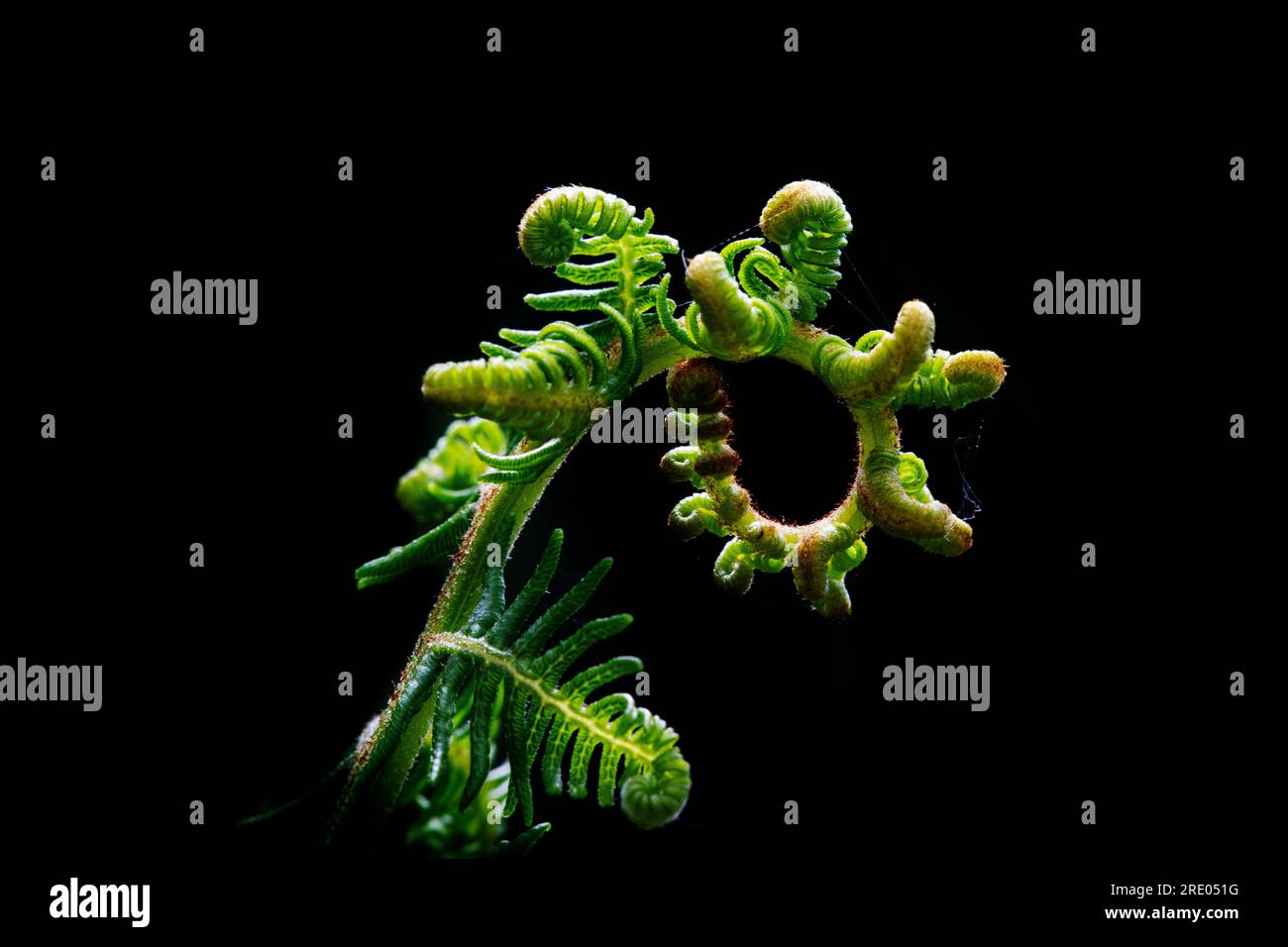 bracken fern (Pteridium aquilinum), young leaf against black background, Netherlands Stock Photo