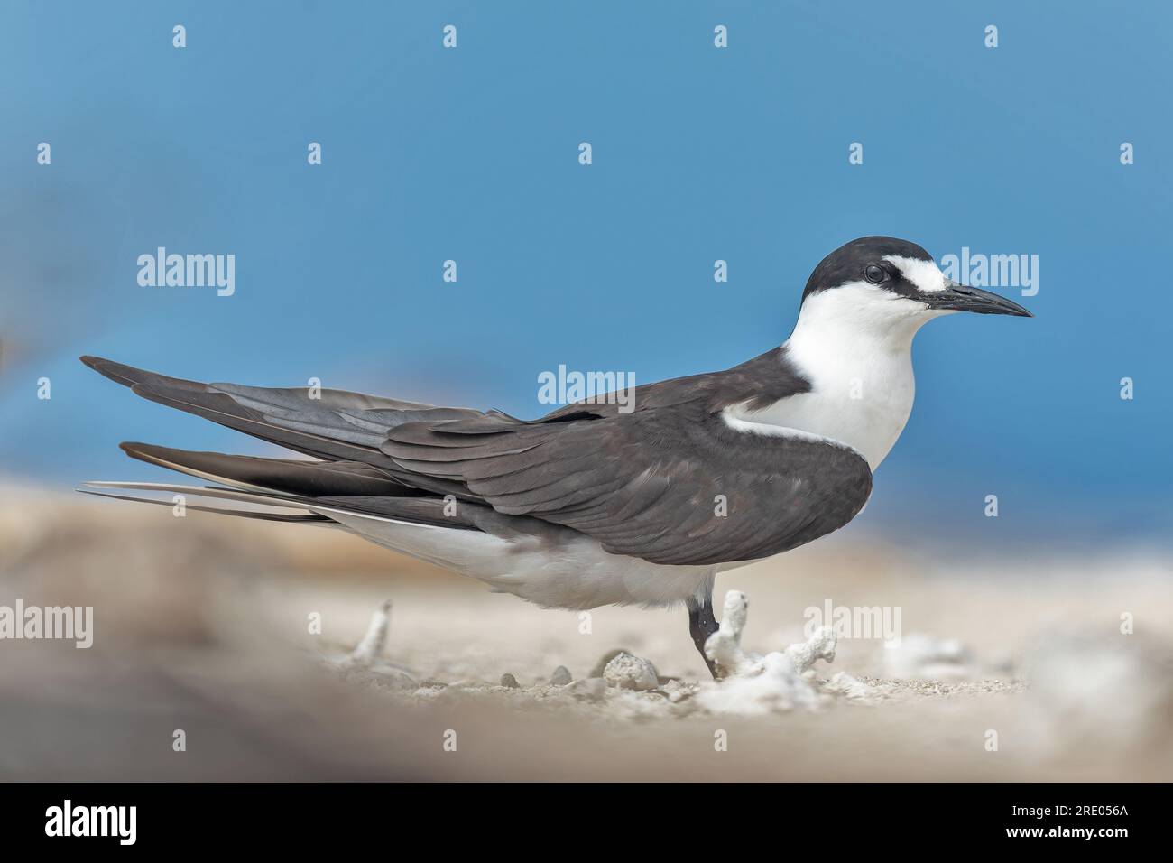 sooty tern (Sterna fuscata, Onychoprion fuscatus), adult on the beach, Australia, Queensland, Great Barrier Reef Stock Photo