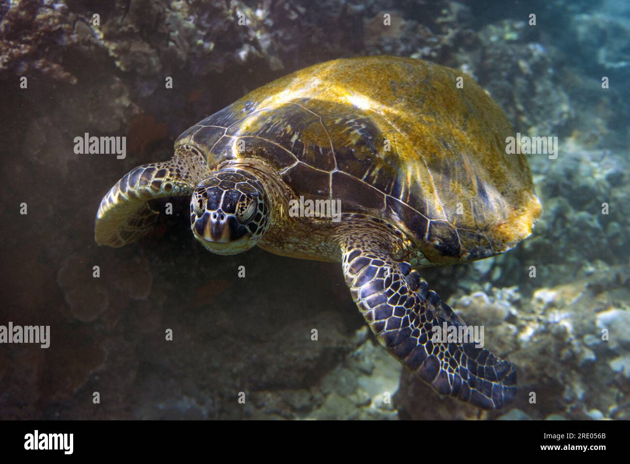 green turtle, rock turtle, meat turtle (Chelonia mydas), swimming over a coral reef, front view, USA, Arizona, Maui, Kihei Stock Photo