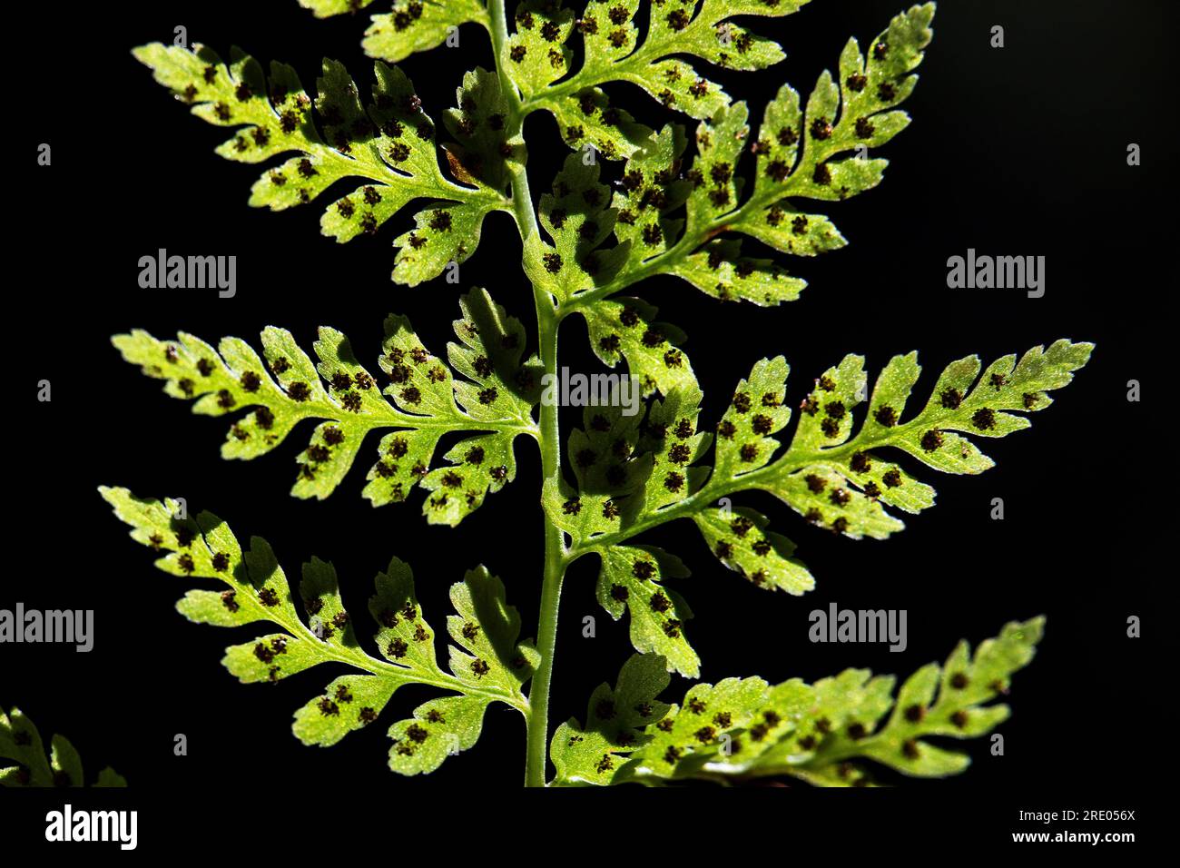 Black spleenwort (Asplenium adiantum-nigrum), underside of leaf, leaflets with sporangia against black background, Netherlands Stock Photo