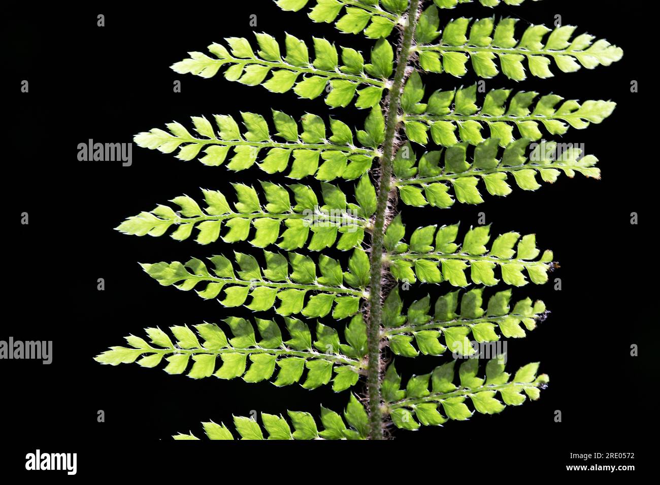 soft shield fern (Polystichum setiferum), leaflets against black background, Netherlands Stock Photo