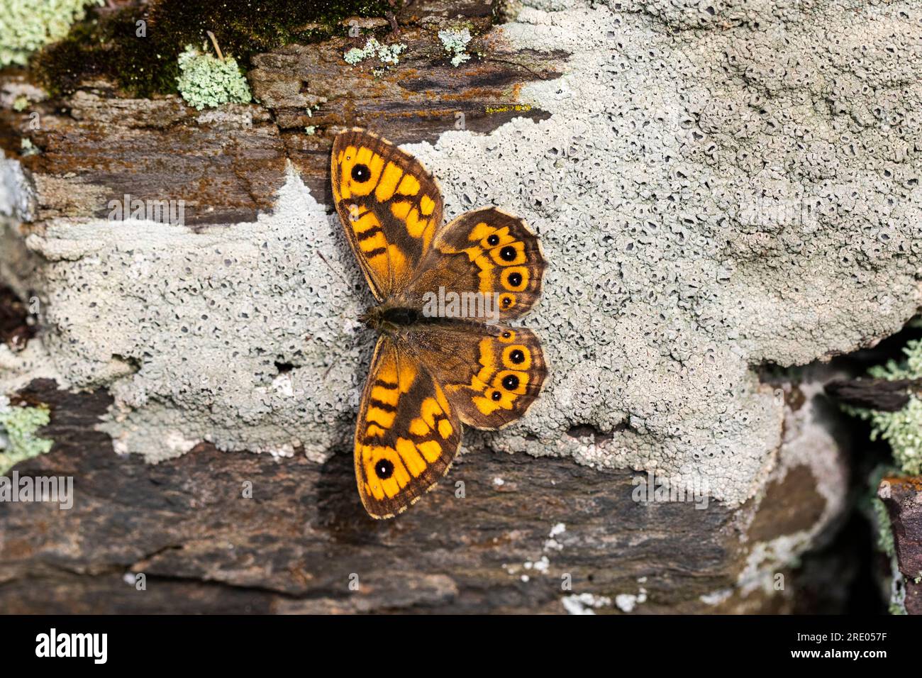 wall, wall brown (Lasiommata megera, Pararge megera), top view, Germany, Rhineland-Palatinate Stock Photo