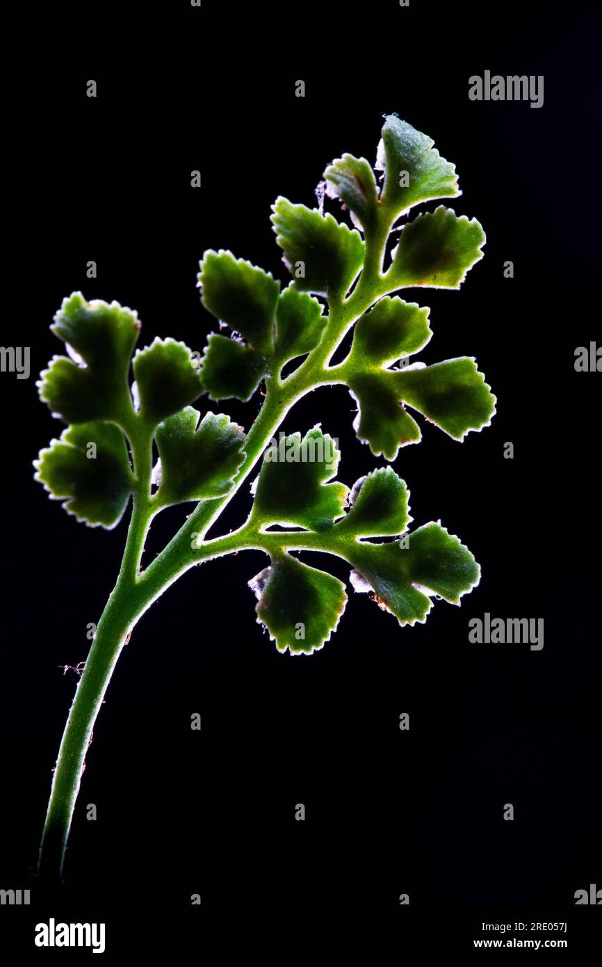 Wallrue spleenwort (Asplenium ruta-muraria), upper side of leaf against black background, Netherlands Stock Photo