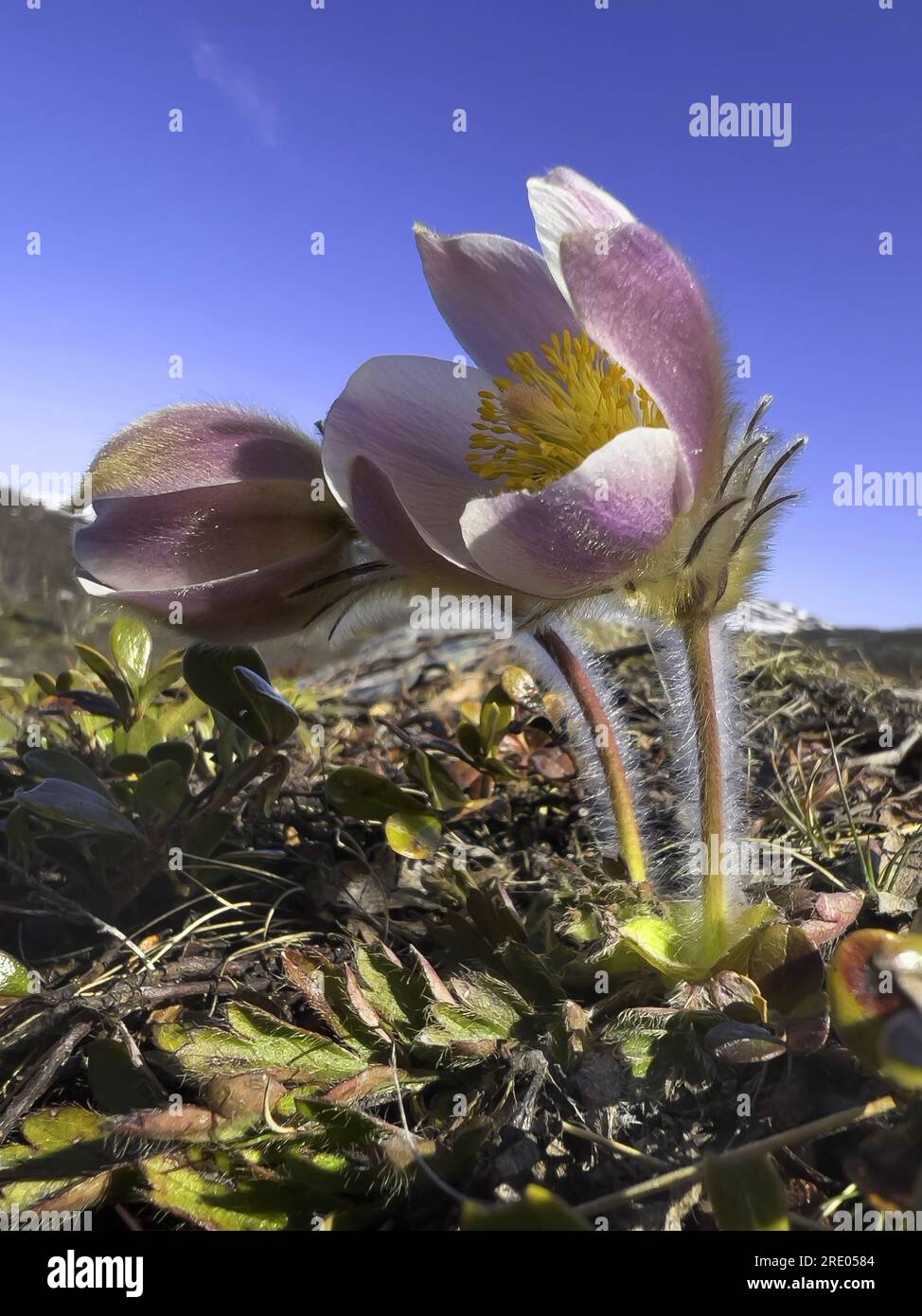 spring anemone, pasque flower (Pulsatilla vernalis), blooming, Norway, Oppland, Dovrefjell Sunndalsfjella National Park Stock Photo