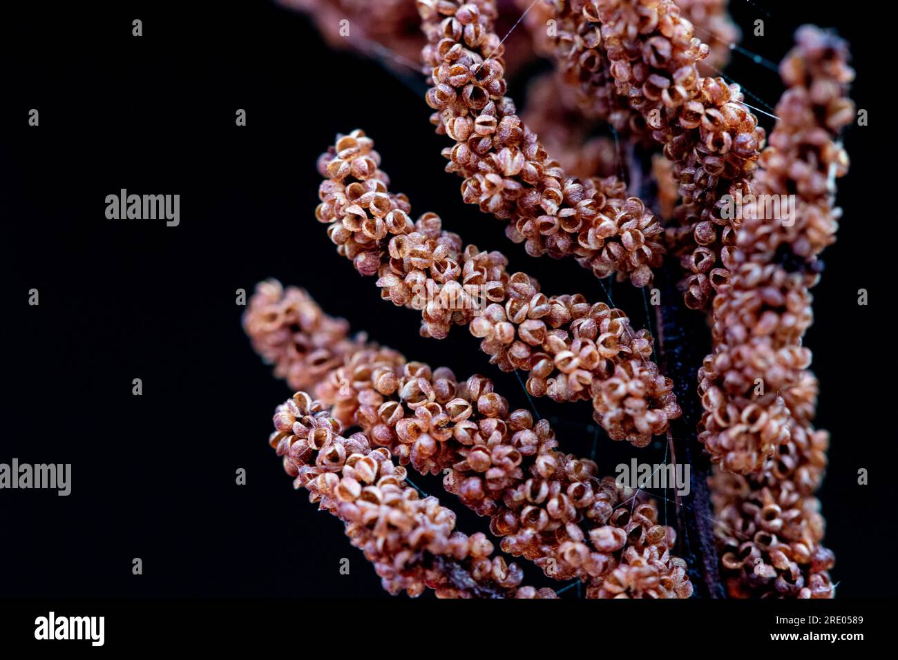 royal fern (Osmunda regalis), sporangia against black background, Netherlands Stock Photo