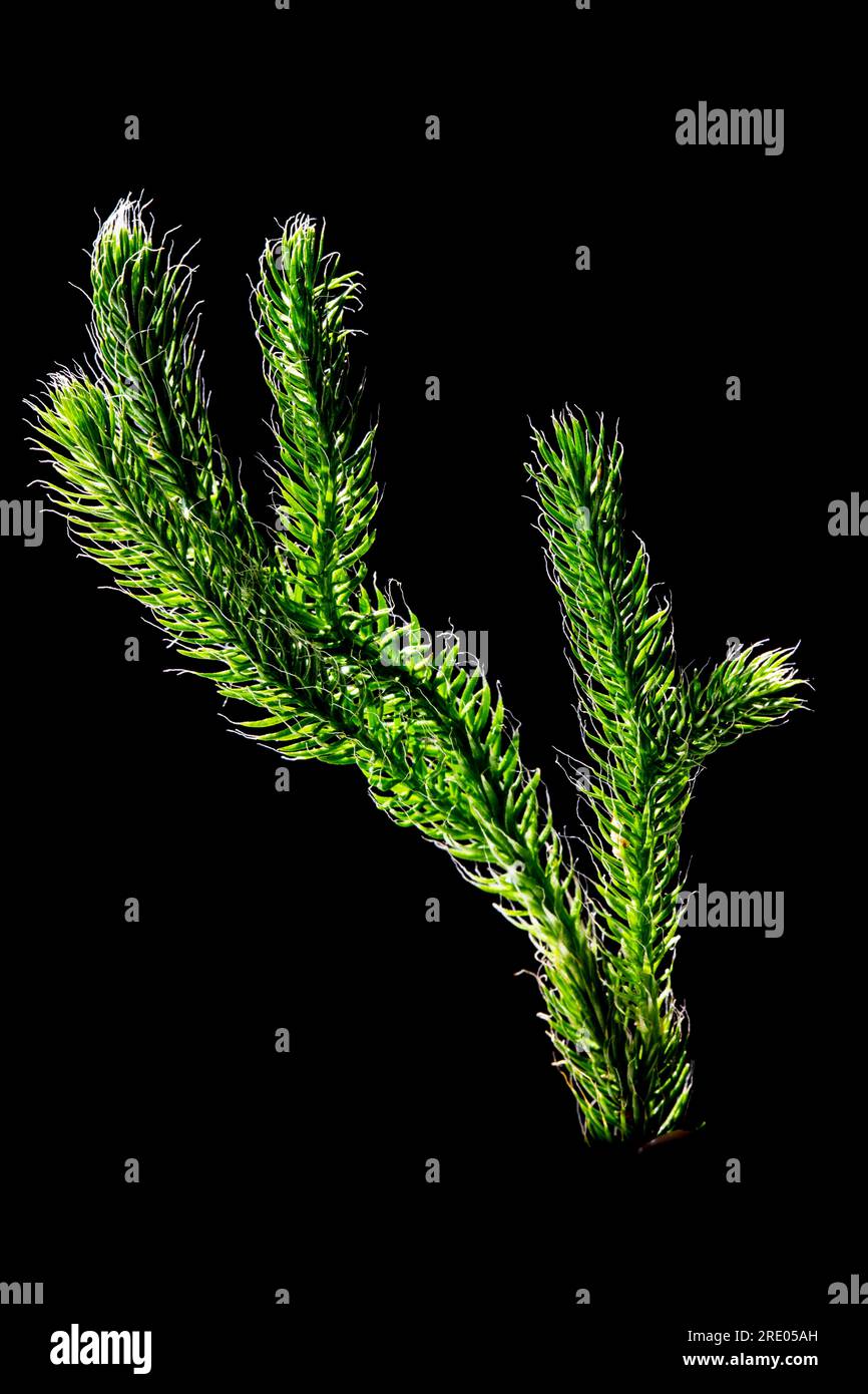 elk-moss, running clubmoss, running ground-pine, stags-horn clubmoss ...