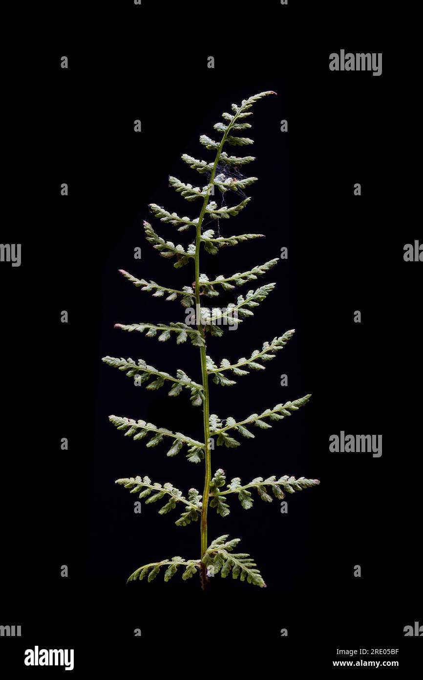brittle bladderfern, fragile fern (Cystopteris fragilis), leaf against