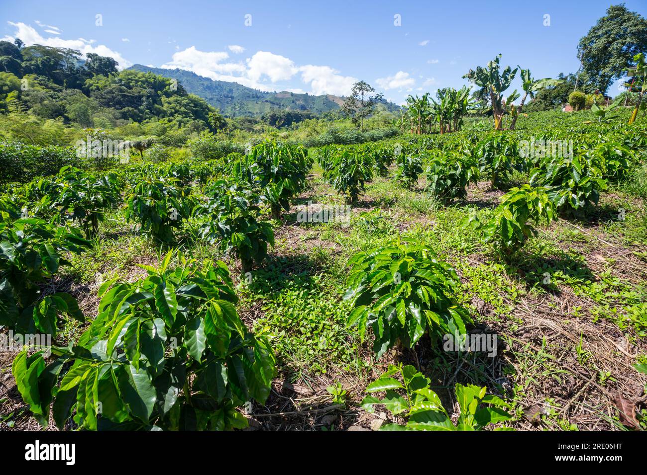 Coffee plantations in the highlands of Colombia, South America Stock