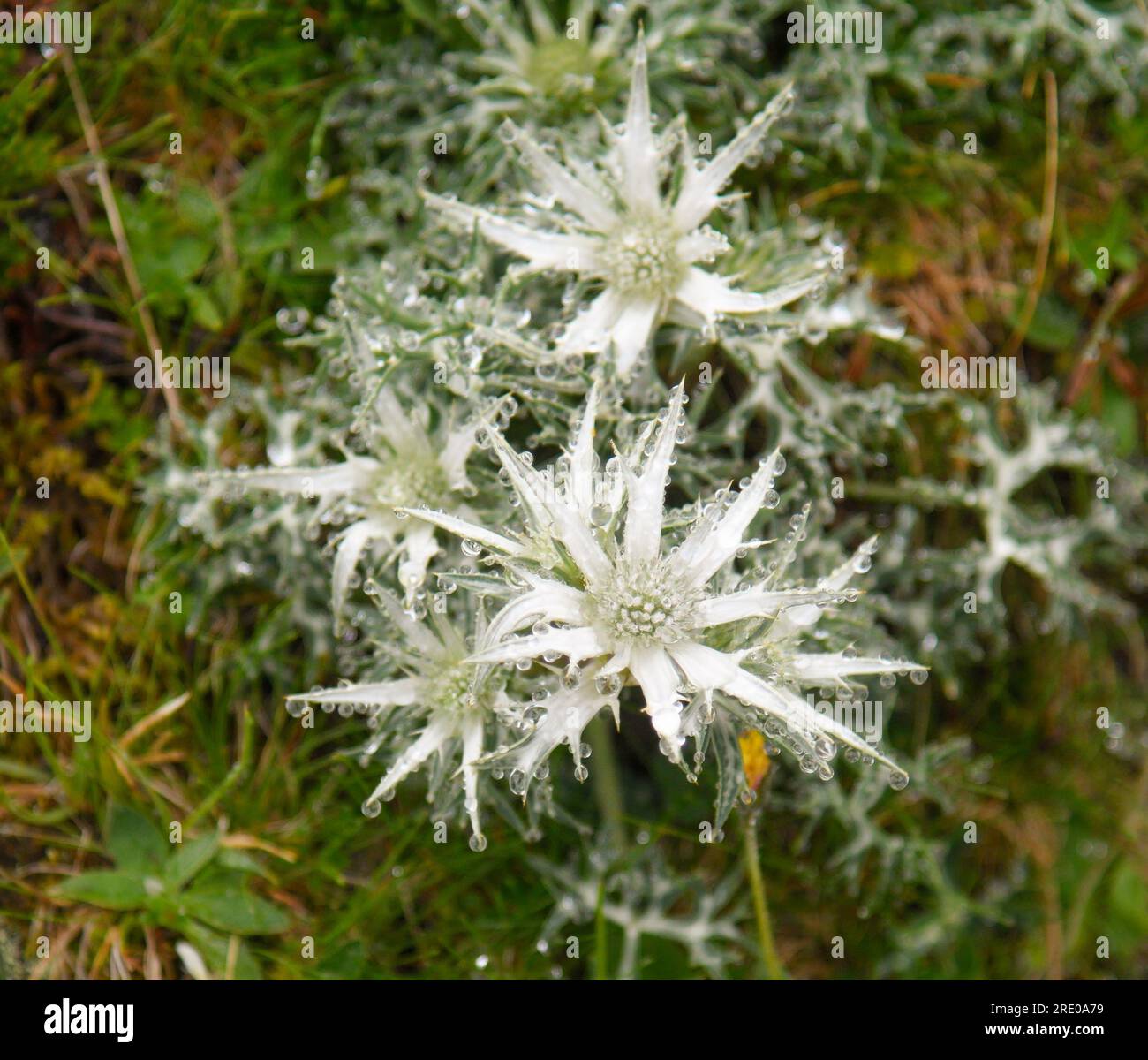 eryngium bourgatii with water drops in the mist in Picos de Europa Stock Photo