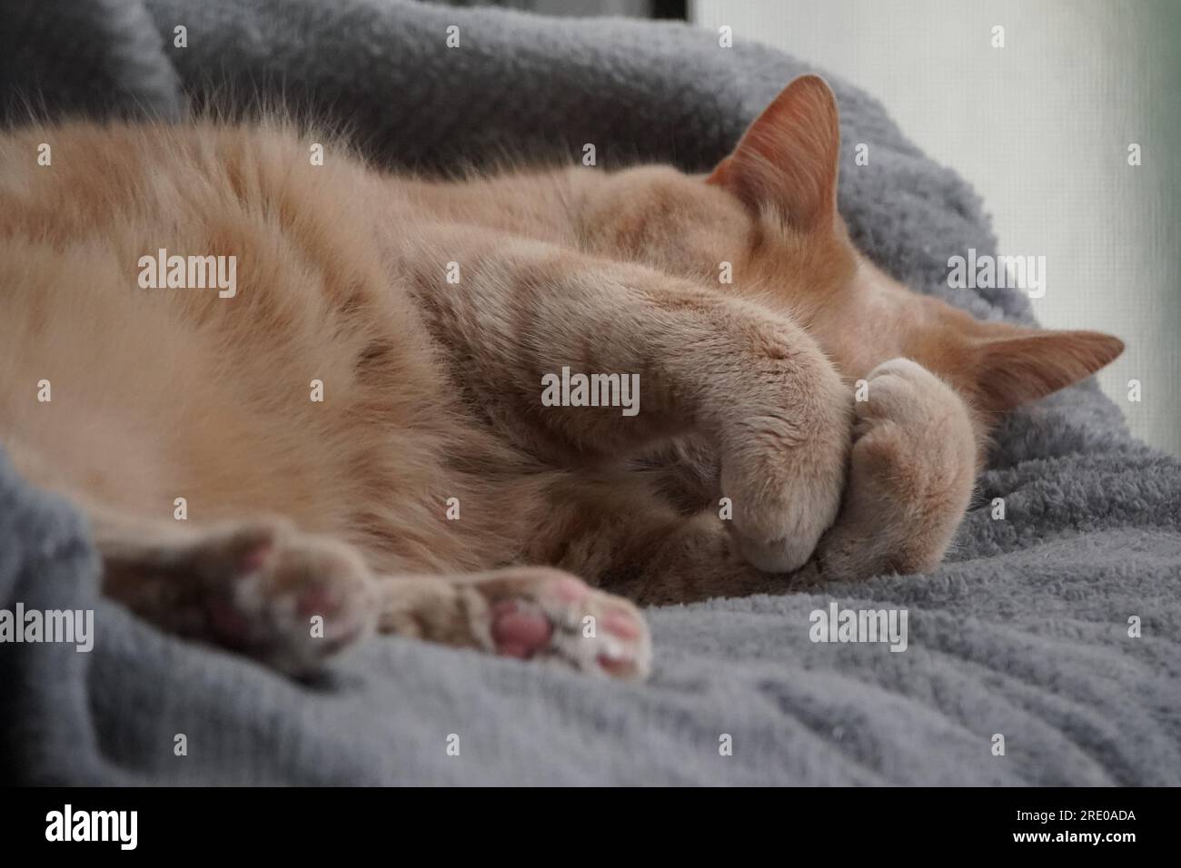 Tabby cat resting on couch. Stock Photo
