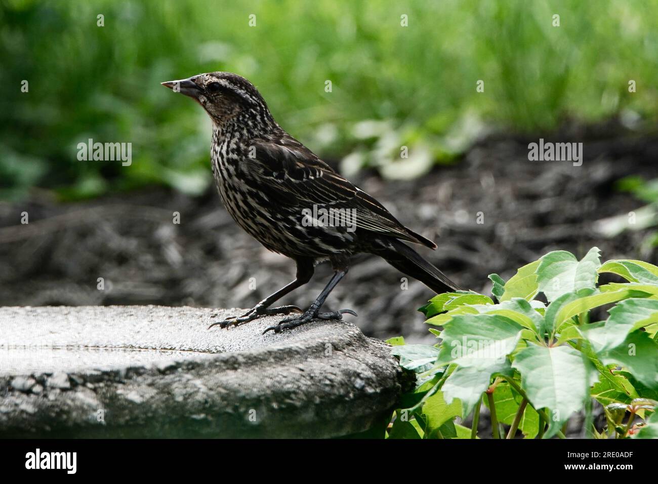 Female blackbird Stock Photo
