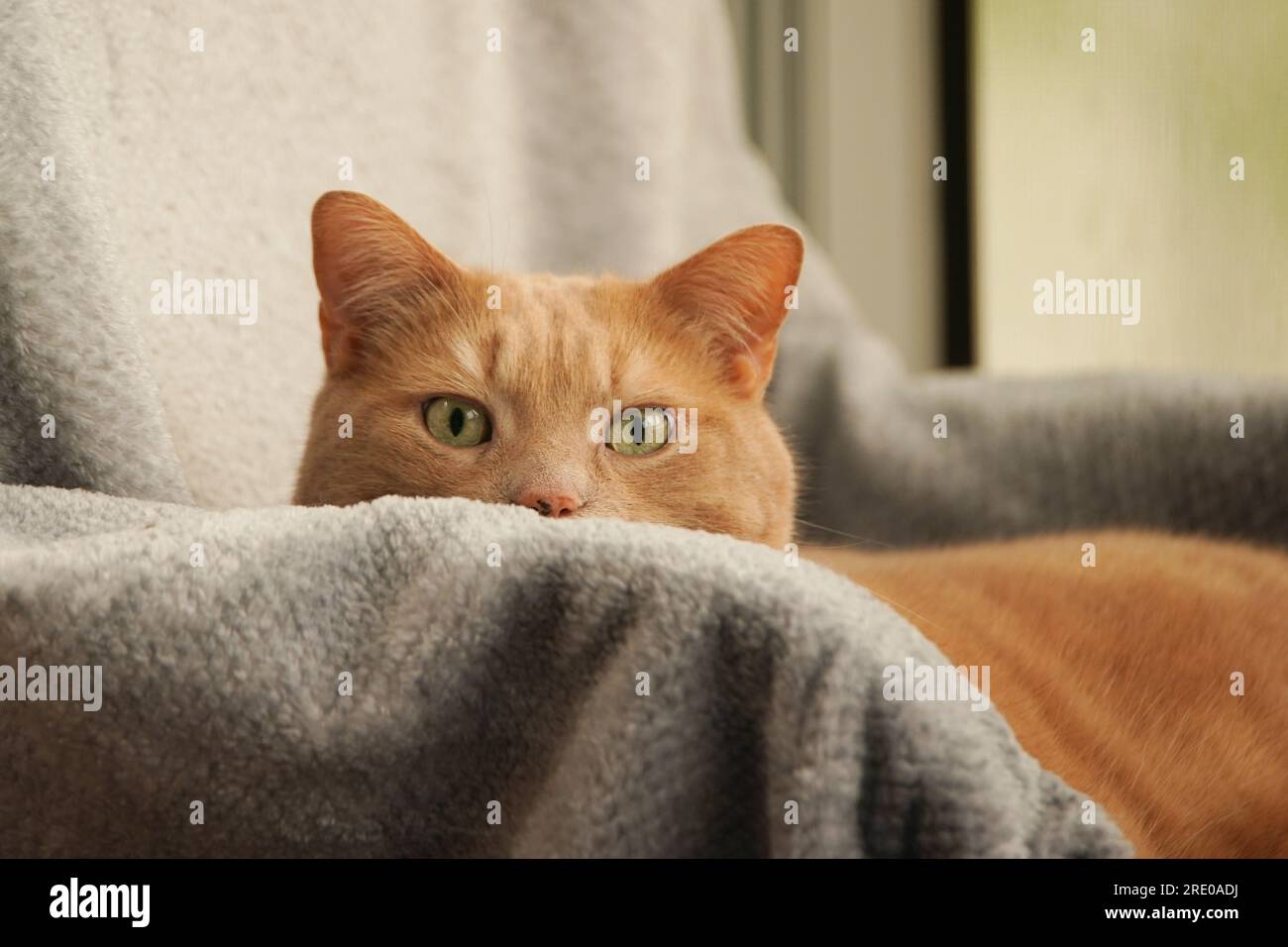 Tabby cat resting on couch. Stock Photo