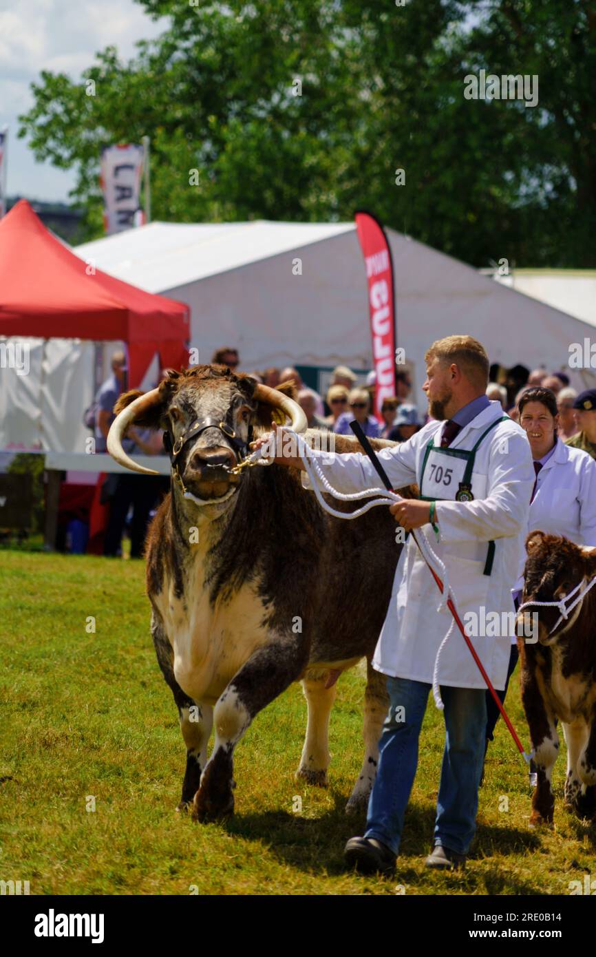 A majestic English Longhorn Cattle Bull stands proudly, its alluring horns and striking markings captivating, at the Great Yorkshire Show in Harrogate. Stock Photo