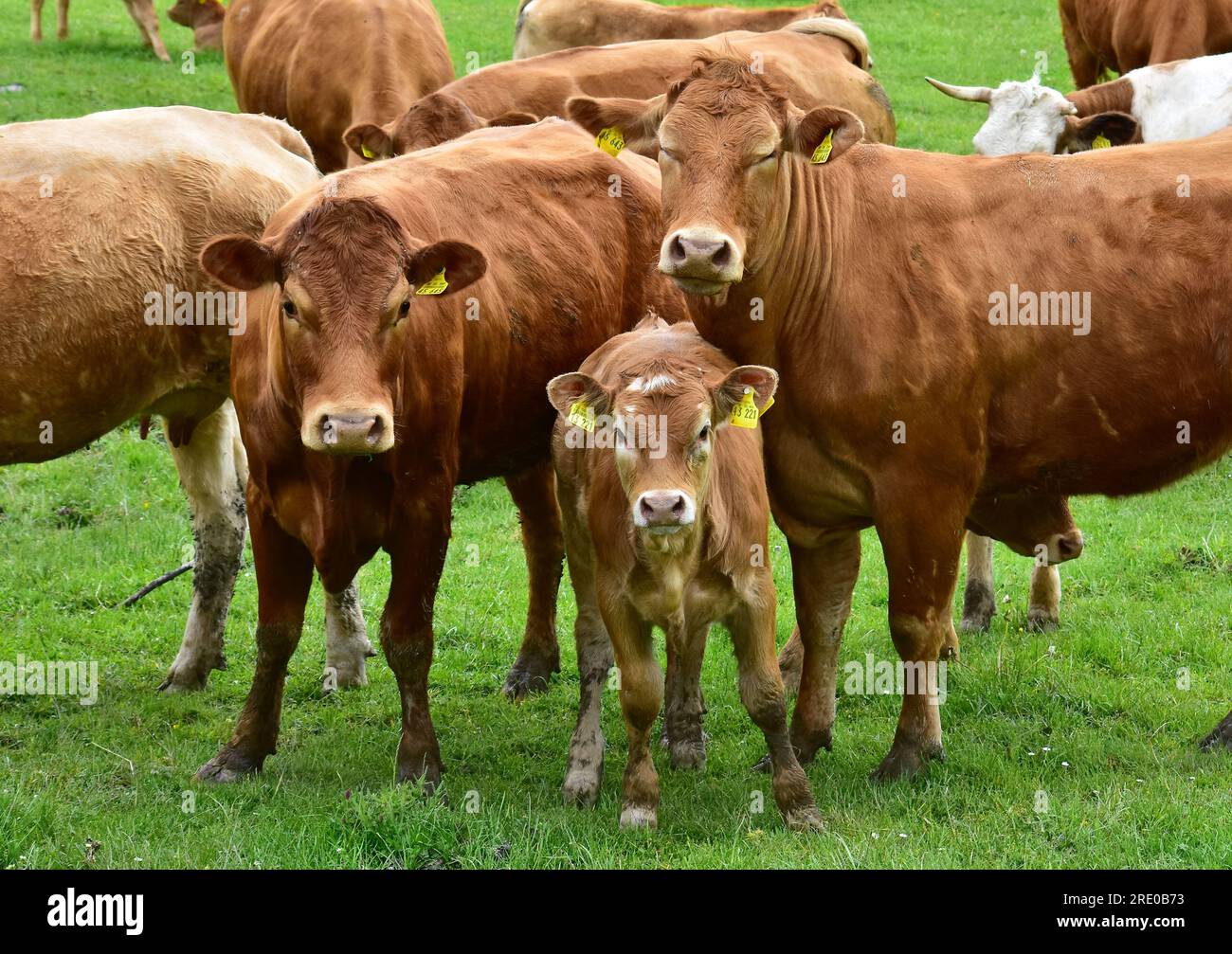 Cows, cattle and calves Stock Photo - Alamy