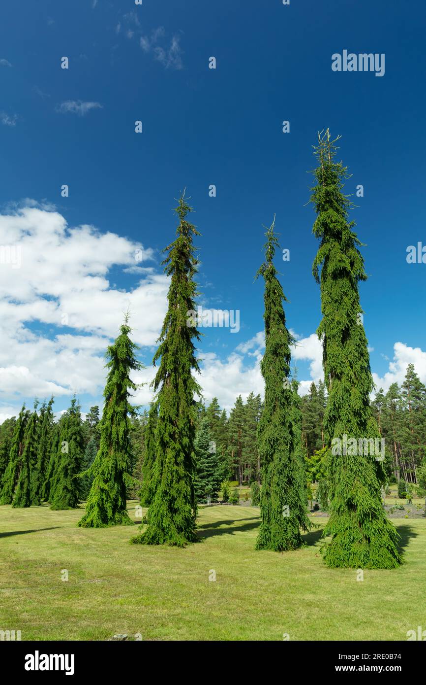 Slender trees hi-res stock photography and images - Alamy