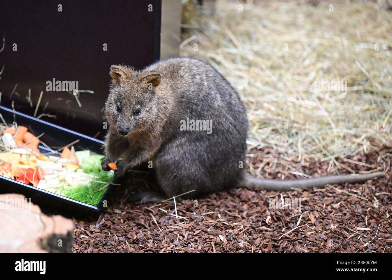 Stuttgart, Germany. 19th July, 2023. A quokka from Australia sits in its  indoor enclosure upon arrival at Wilhelma in Stuttgart. Several quokkas  move into the new Australian world Terra Australis at Wilhema,
