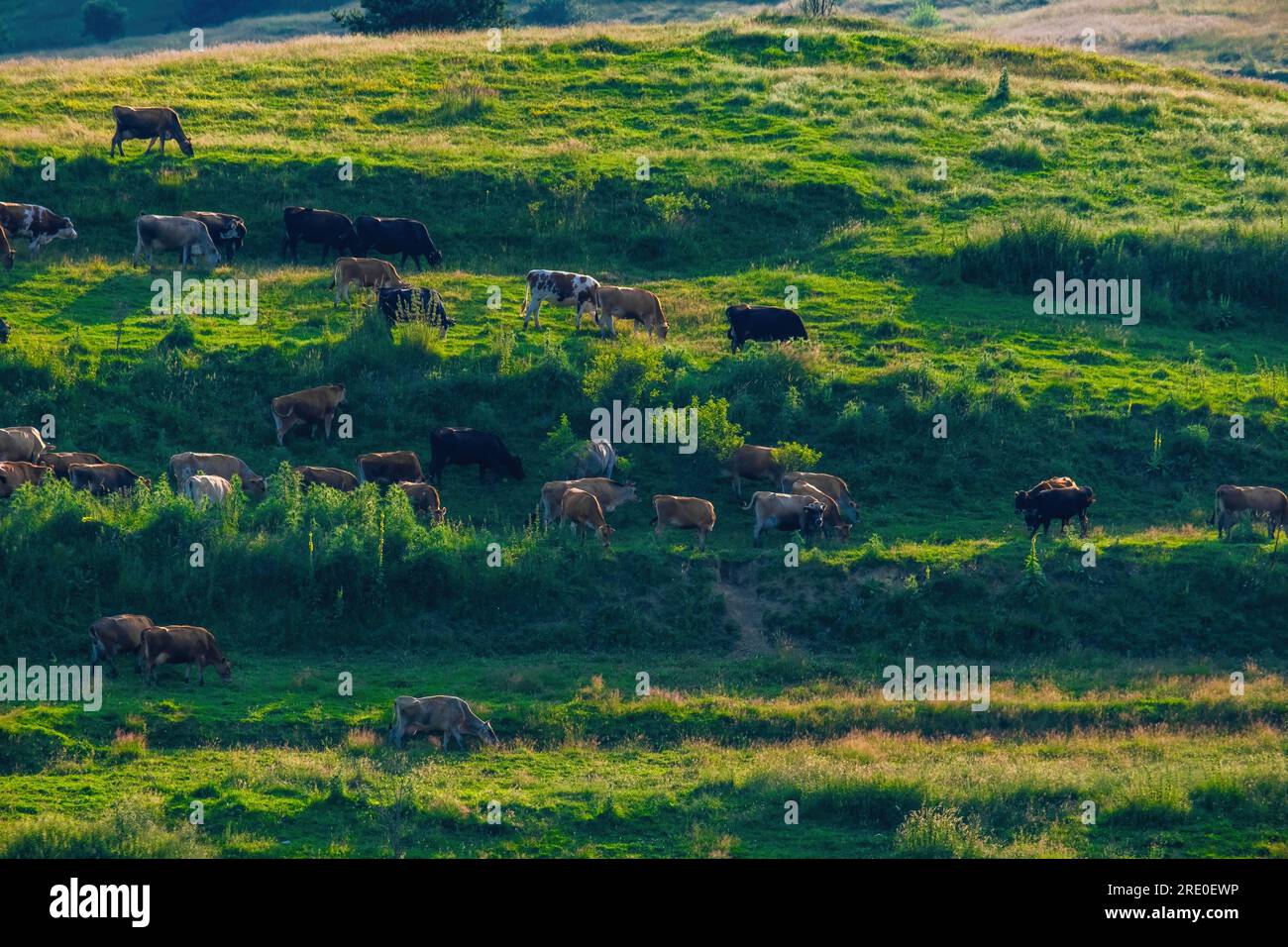 Cows walking in mountain hi-res stock photography and images - Alamy