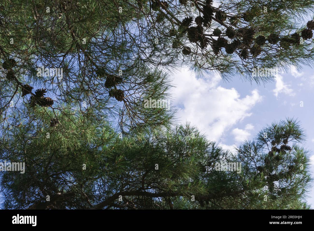 Pitsunda pine (Pinus brutia pityusa) species of Calabrian or Turkish Pine (Pinus brutia). Close-up of the lush crown against blue sky. Stock Photo