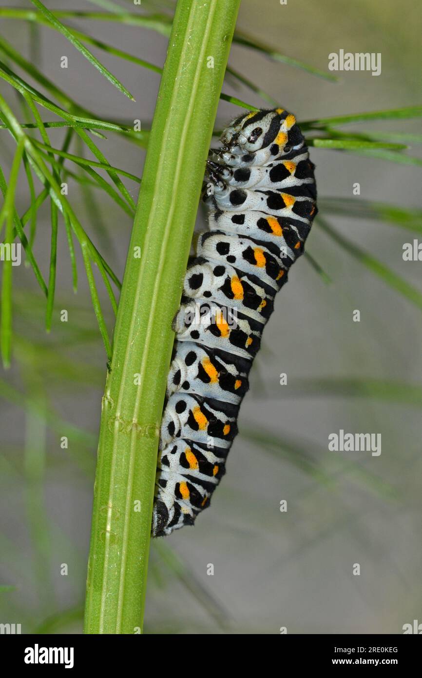 Swallowtail butterfly caterpillar feeding on Fennel, Norfolk. A