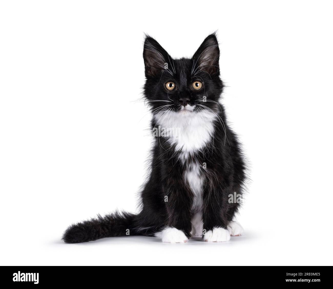 Adorable black with white tuxedo Maine Coon cat kitten, sitting up