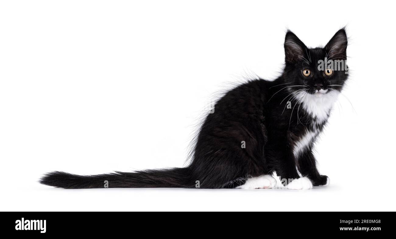 Adorable black with white tuxedo Maine Coon cat kitten, sitting up side