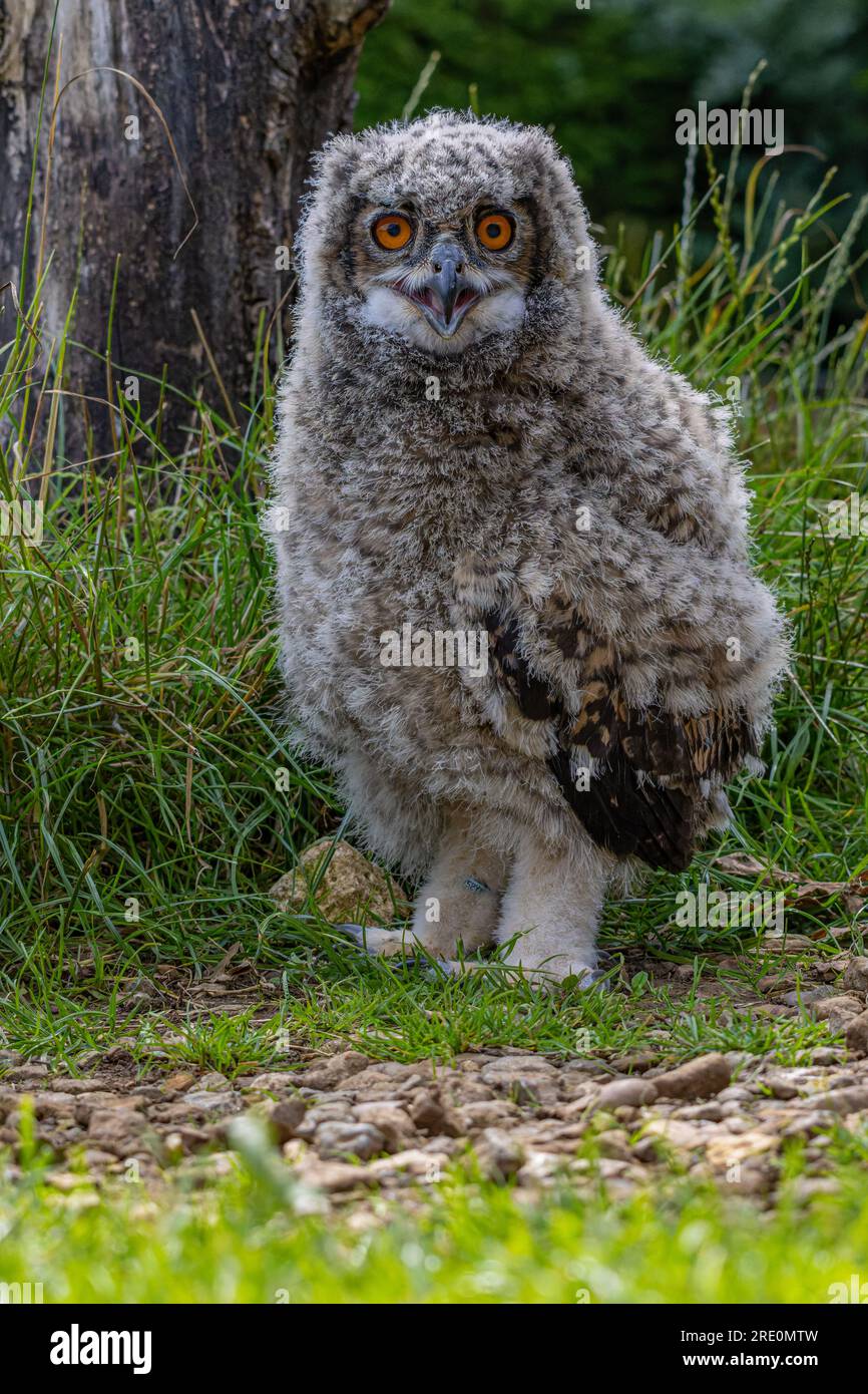OWLCAMP WideVersionJuheChairOakWalnut Owl walk hi-res stock OWLCAMP WideVersionJuheChairOakWalnut Owl walk hi-res stock