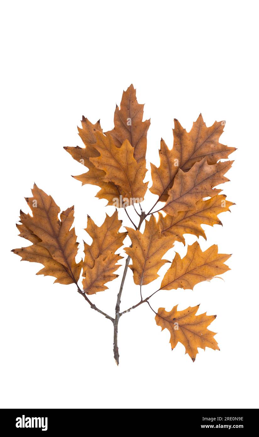autumn oak leaves isolated on white background Stock Photo - Alamy