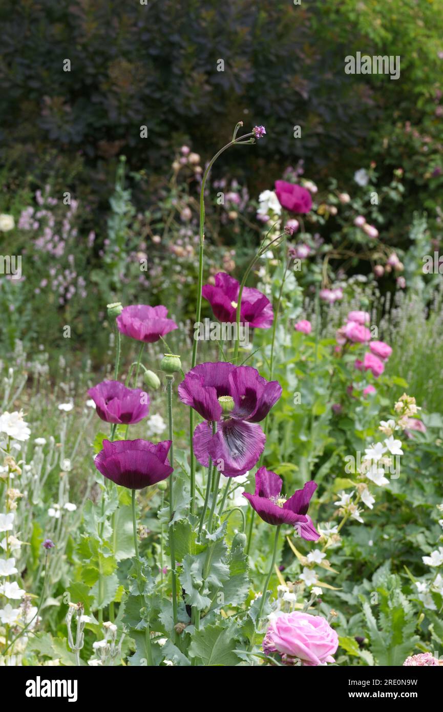 Summer garden scene of Opium poppy, Papaver somniferum, roses, white campanula, verbena bonariensis and other flowers in UK garden June Stock Photo