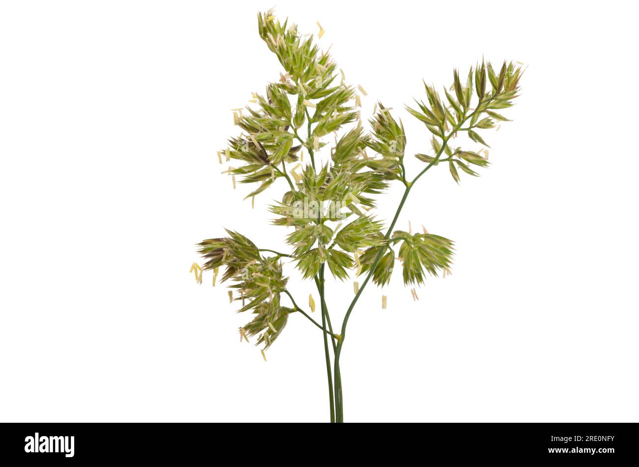 grass isolated on white background Stock Photo - Alamy