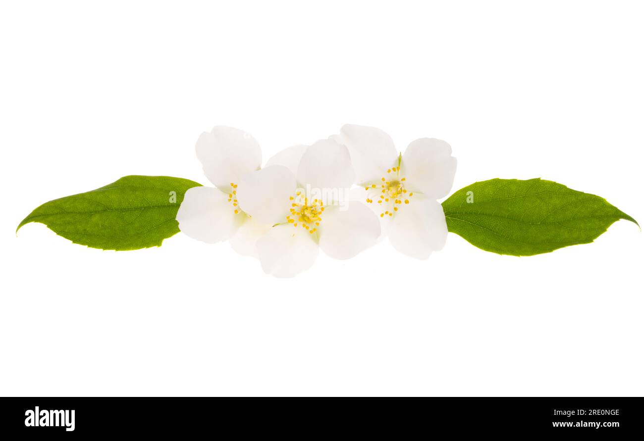 jasmine flower isolated on white background Stock Photo - Alamy