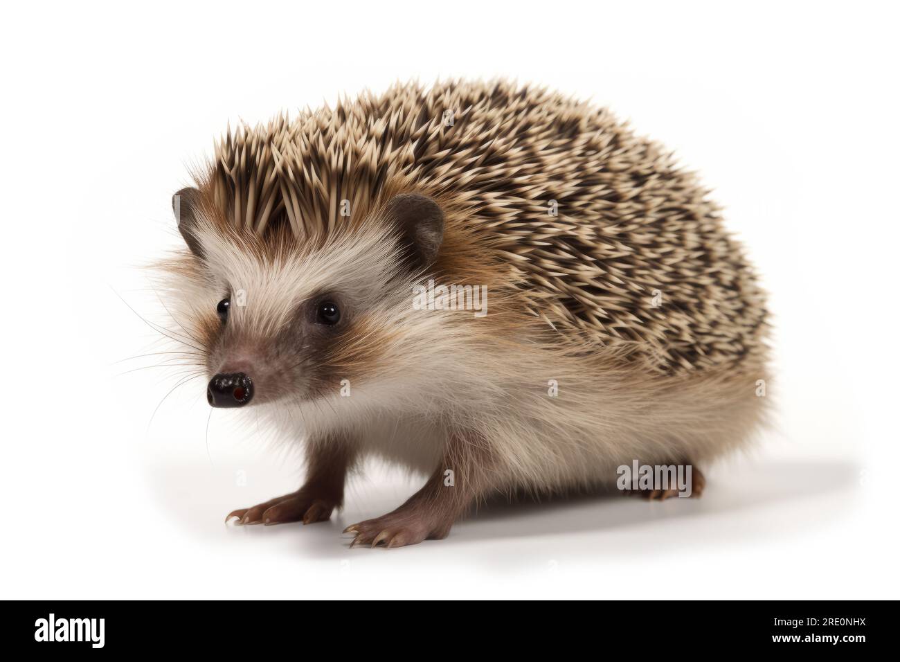 Hedgehog UK Erinaceus europaeus,Illustration of common European