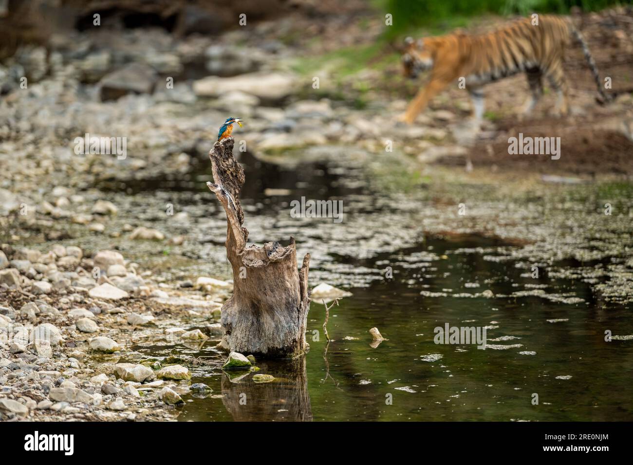 wild moment in forest common kingfisher or Alcedo atthis a colorful bird hunting small fish in his beak perched on tree trunk and tiger in background Stock Photo