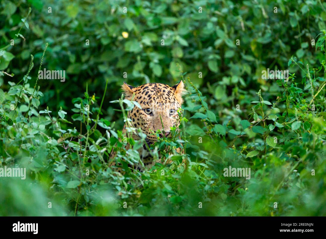 wild male leopard or panther or panthera pardus face closeup and