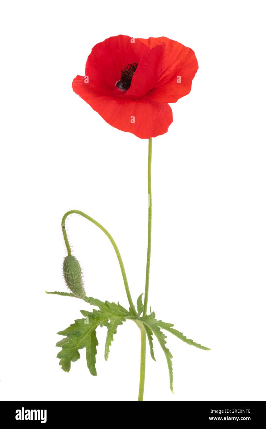 red poppy flower isolated on white background Stock Photo - Alamy