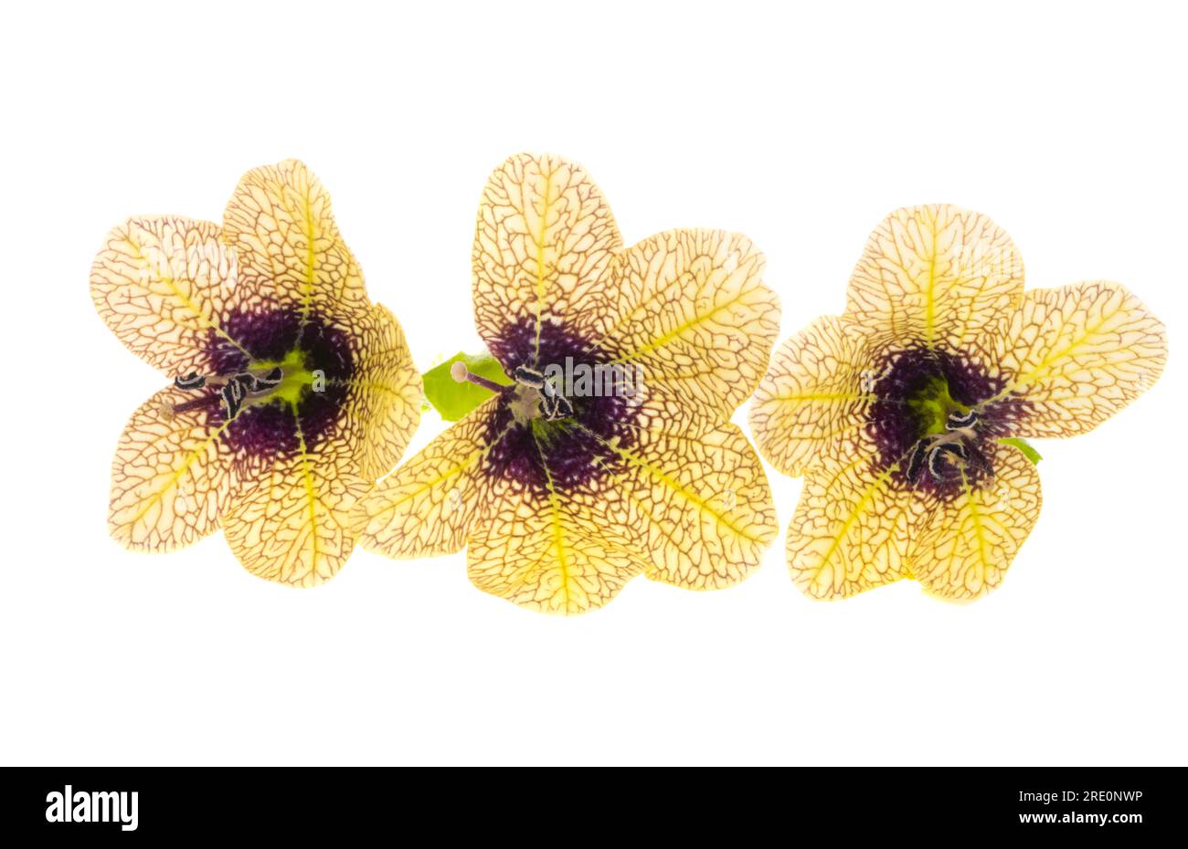 belladonna isolated on white background Stock Photo - Alamy