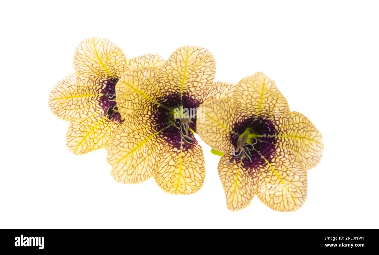 belladonna isolated on white background Stock Photo - Alamy