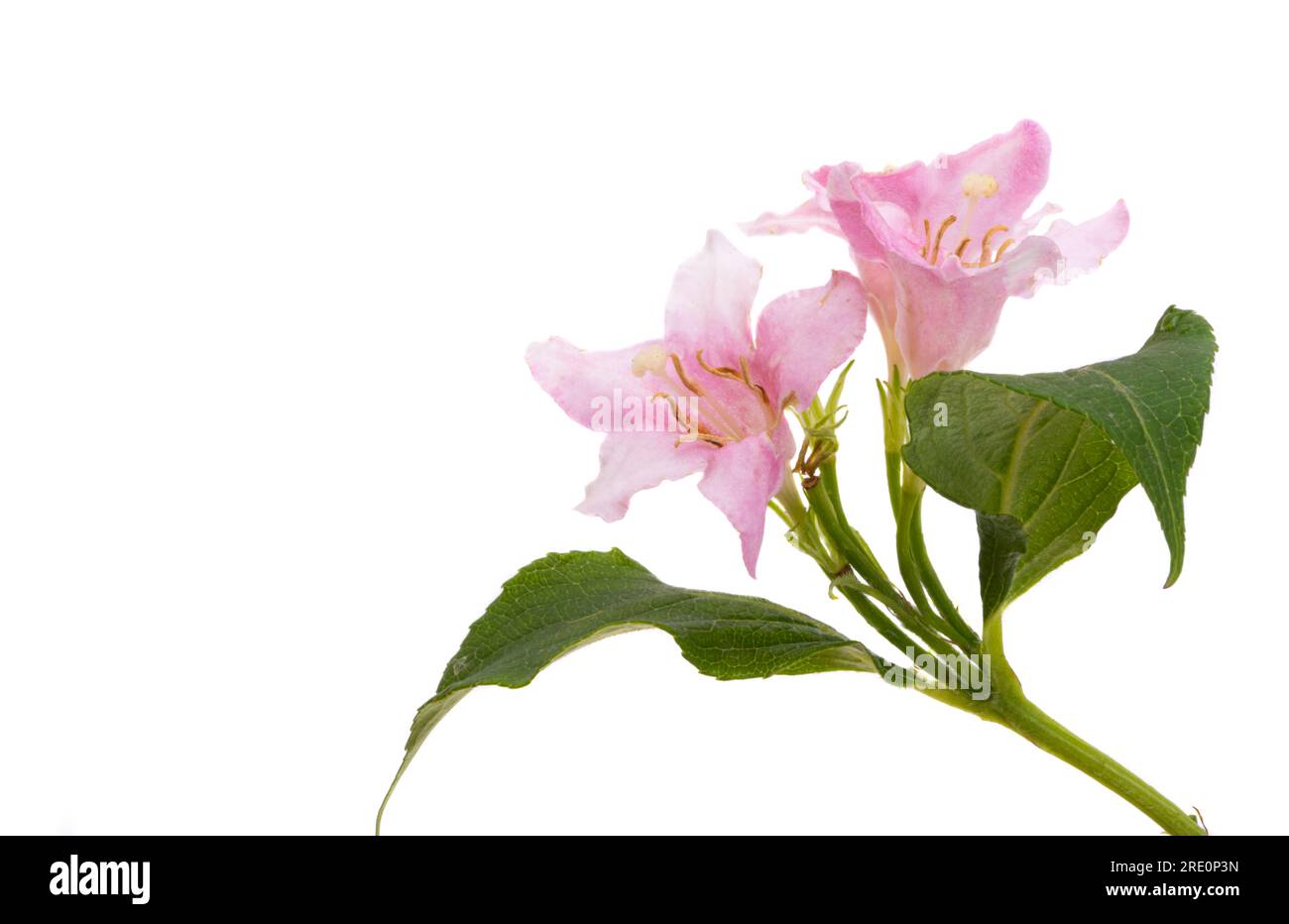weigela flowers isolated on white background Stock Photo